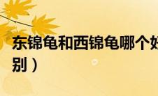 东锦龟和西锦龟哪个好（东锦龟和西锦龟的区别）