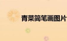 青菜简笔画图片（青菜简笔画）