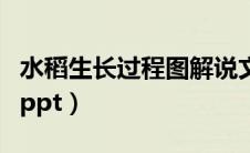 水稻生长过程图解说文字（水稻生长过程图解ppt）