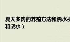 夏天多肉的养殖方法和浇水视频教程（夏天多肉的养殖方法和浇水）