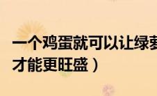 一个鸡蛋就可以让绿萝疯长（绿萝水养怎么养才能更旺盛）
