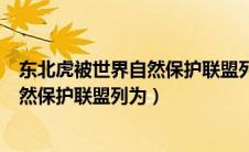 东北虎被世界自然保护联盟列为哪个等级（东北虎被世界自然保护联盟列为）