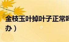 金枝玉叶掉叶子正常吗（金枝玉叶掉叶子怎么办）