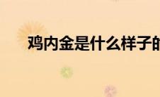 鸡内金是什么样子的（鸡内金是什么）