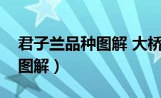 君子兰品种图解 大桥图片大全（君子兰品种图解）