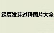 绿豆发芽过程图片大全（绿豆发芽过程图片）