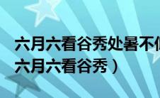 六月六看谷秀处暑不低头割谷喂老牛的意思（六月六看谷秀）