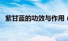 紫甘蓝的功效与作用（紫菜的功效与作用）