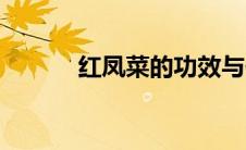 红凤菜的功效与作用（红凤菜）
