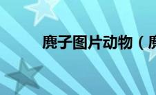 麂子图片动物（麂子是什么动物）
