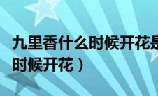 九里香什么时候开花是最佳时间（九里香什么时候开花）