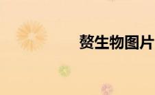 赘生物图片（赘生物）