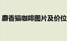 麝香猫咖啡图片及价位（麝香猫咖啡是什么）
