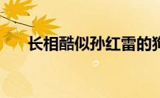 长相酷似孙红雷的狗（像孙红雷的狗）