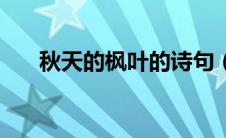 秋天的枫叶的诗句（秋天的枫叶诗句）