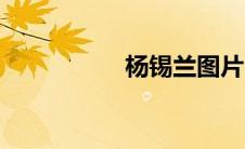 杨锡兰图片（杨锡兰）