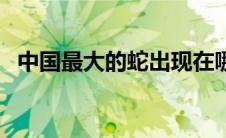 中国最大的蛇出现在哪里（中国最大的蛇）