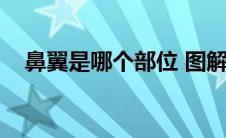 鼻翼是哪个部位 图解（鼻翼是哪个部位）