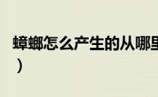 蟑螂怎么产生的从哪里来的（蟑螂怎么产生的）