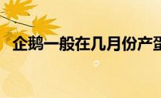 企鹅一般在几月份产蛋（企鹅几月份产卵）