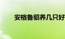 安格鲁貂养几只好（安格鲁貂好养）
