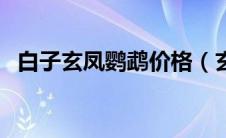 白子玄凤鹦鹉价格（玄凤鹦鹉鹦鹉价格表）