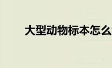 大型动物标本怎么制作（大型动物）