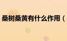 桑树桑黄有什么作用（桑树桑黄是什么东西）