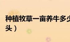 种植牧草一亩养牛多少（种草养牛一亩养多少头）