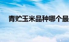 青贮玉米品种哪个最好（青贮玉米品种）