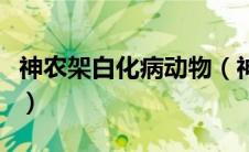 神农架白化病动物（神农架白化熊的发现过程）