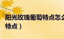 阳光玫瑰葡萄特点怎么分辨（阳光玫瑰葡萄的特点）