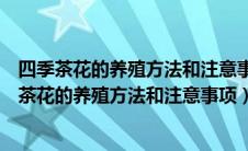 四季茶花的养殖方法和注意事项怎样养好四季海棠花（四季茶花的养殖方法和注意事项）