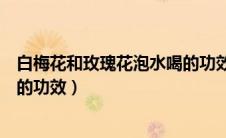 白梅花和玫瑰花泡水喝的功效禁忌（白梅花和玫瑰花泡水喝的功效）