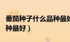 番茄种子什么品种最好种植（番茄种子什么品种最好）