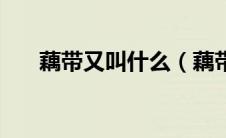 藕带又叫什么（藕带是藕的哪个部位）