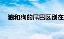 狼和狗的尾巴区别在哪（狼和狗的区别）