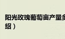 阳光玫瑰葡萄亩产量多少斤（阳光玫瑰葡萄介绍）