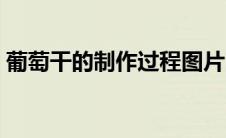 葡萄干的制作过程图片（葡萄干的制作过程）