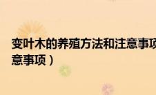 变叶木的养殖方法和注意事项水养（变叶木的养殖方法和注意事项）