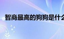 智商最高的狗狗是什么狗（智商最高的狗）