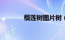 榴莲树图片树（榴莲树图片）
