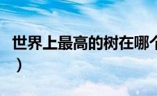 世界上最高的树在哪个地方（世界上最高的树）