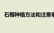 石榴种植方法和注意事项（石榴种植方法）