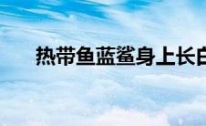 热带鱼蓝鲨身上长白点（热带鱼蓝鲨）