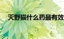 灭野猫什么药最有效（猫不能吃的食物）
