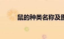 鼠的种类名称及图片（鼠的种类）