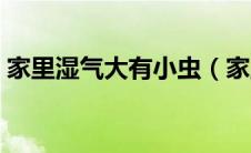 家里湿气大有小虫（家里有湿气虫怎么消灭）