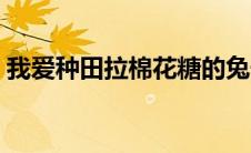 我爱种田拉棉花糖的兔子（拉棉花糖的兔子）