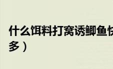 什么饵料打窝诱鲫鱼快（用什么打窝大鲫鱼最多）
